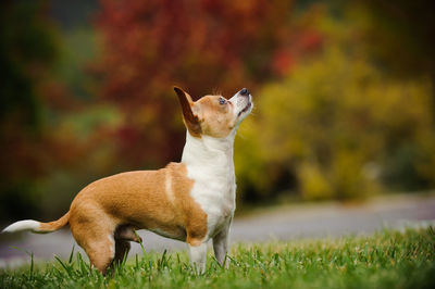 Chihuahua on grassy field