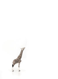 View of giraffe against white background