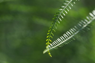 Close-up of fern leaves