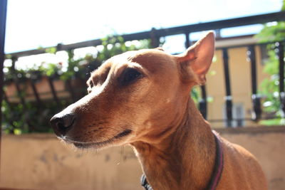 Close-up of dog looking away