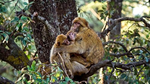 Monkeys in a forest