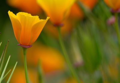 Close-up of yellow flower