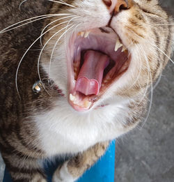 Close-up of cat yawning