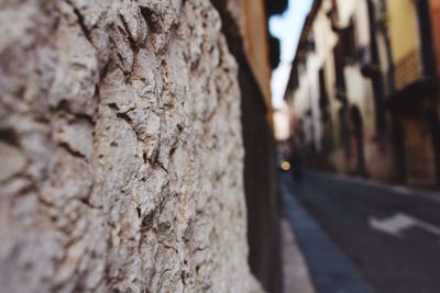 Close-up of tree trunk