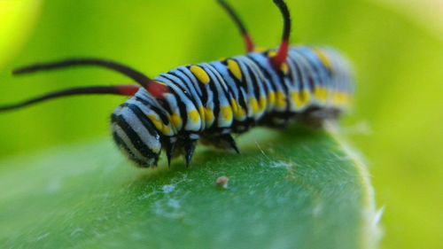 Close-up of insect on leaf