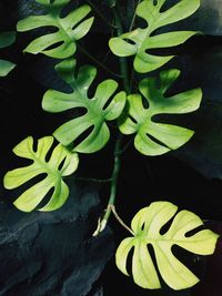 High angle view of plants
