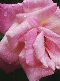 Close-up of pink flower