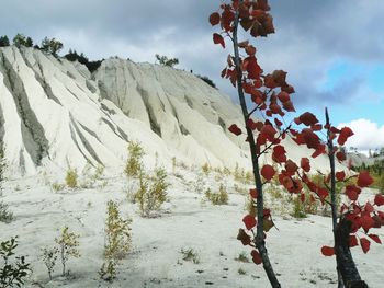 Leaves growing by rock formations on field