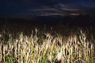 Scenic view of field against cloudy sky