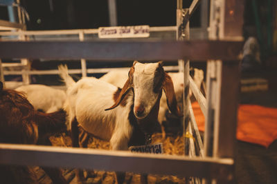 High angle view of cow in pen