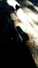 High angle view of bird on shadow