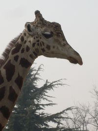 Low angle view of giraffe against sky