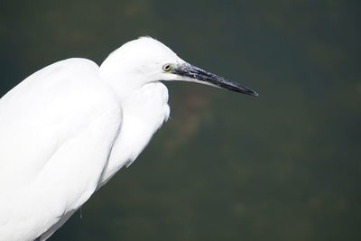 Close-up of a bird