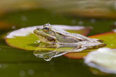 Iberian green frog (pelophylax perezi), among lily pads. selective focus