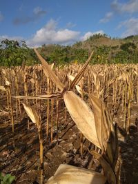 Close-up of wood on field against sky