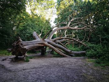 View of tree trunk in forest