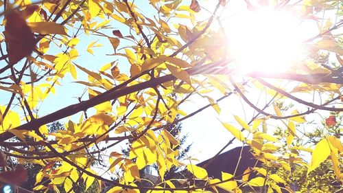 Low angle view of yellow flowers against clear sky