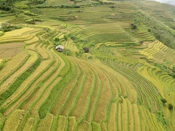 High angle view of rice field