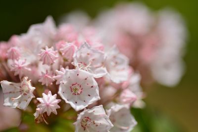 Close-up of pink flowers