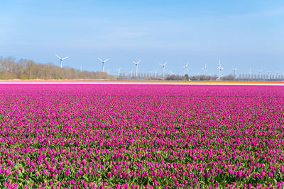 Scenic view of pink flowers on field against sky