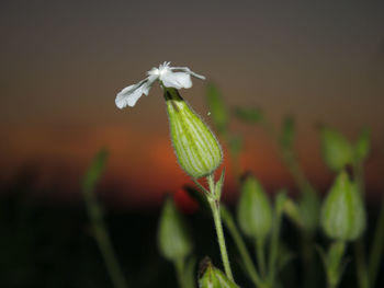 Close-up of flowering plant