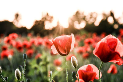 Magical red meadow