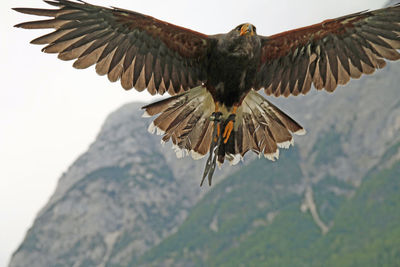 Bird flying over a mountain