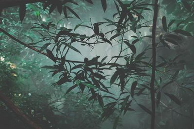 High angle view of plants and trees in forest