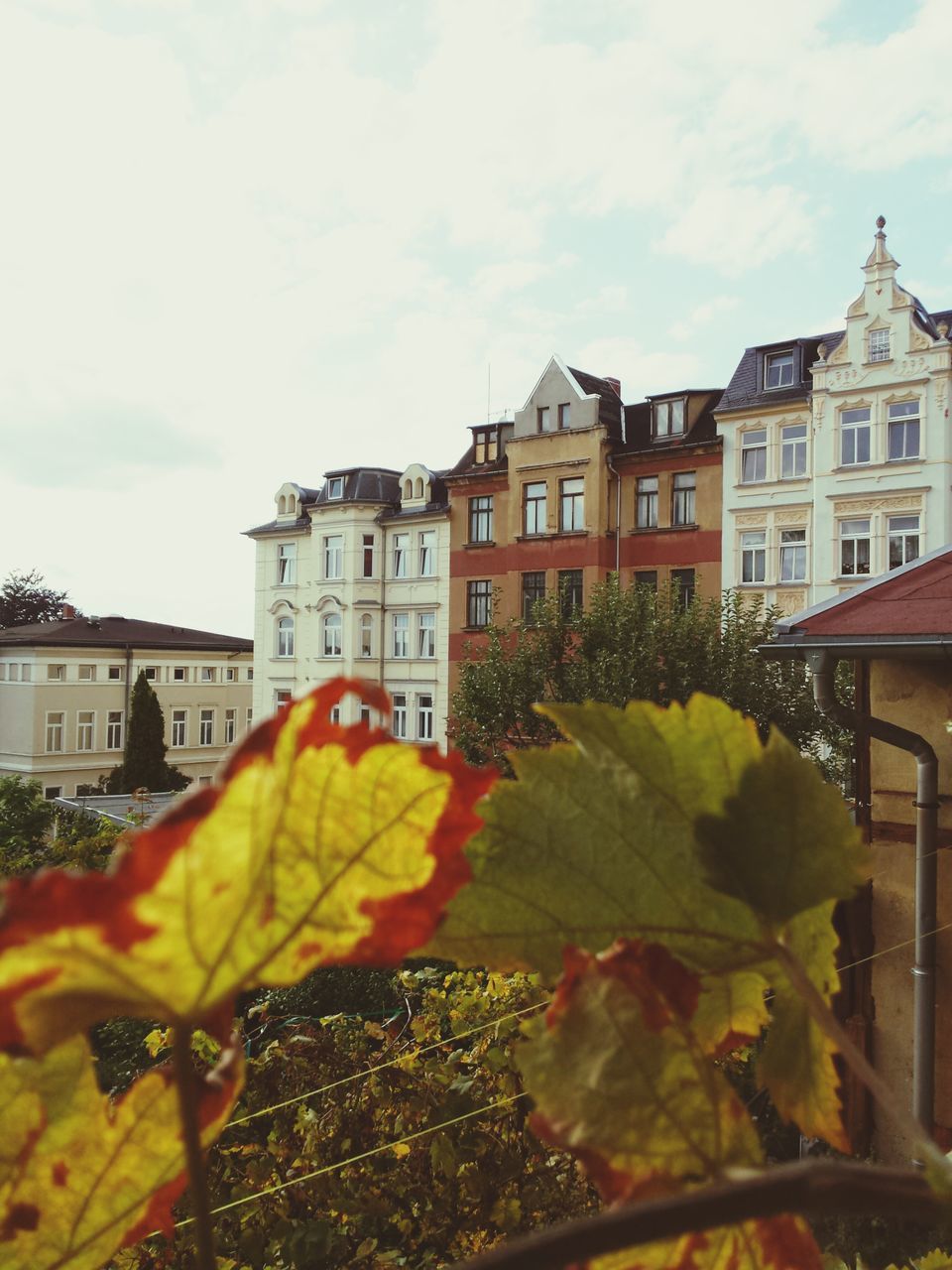 building exterior, architecture, built structure, sky, leaf, plant, growth, residential building, green color, residential structure, building, low angle view, city, window, day, cloud - sky, house, cloud, outdoors, potted plant