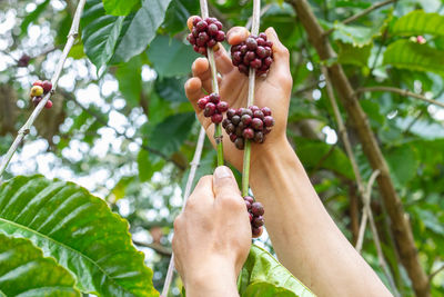 Midsection of man holding fruits growing on tree