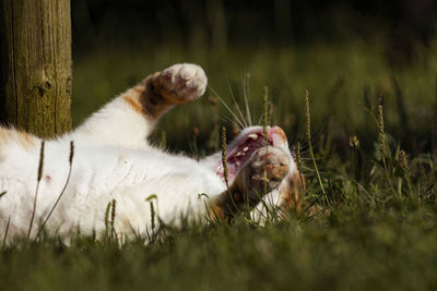 Cat in a field