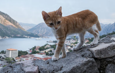 Full length of a cat on rock against sky