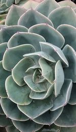 High angle view of prickly pear cactus