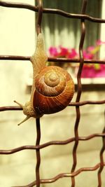 Close-up of snail on leaf