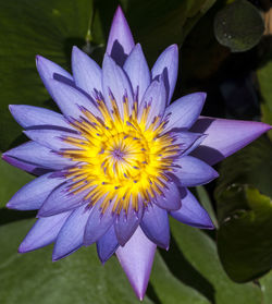 Close-up of yellow flower blooming outdoors