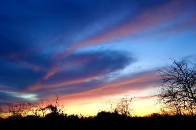 Silhouette of trees at sunset