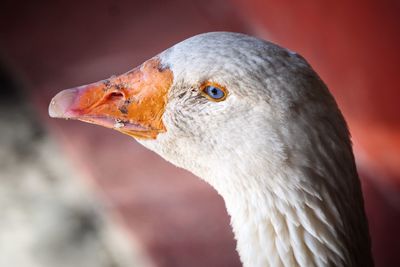 Close-up of a duck with blue eyes