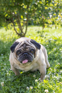 Portrait of pug