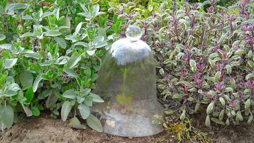 Close-up of statue against plants