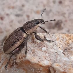 Close-up of insect on rock
