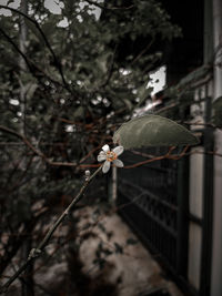 Close-up of flowering plant against tree