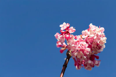 Low angle view of pink flowers blooming on tree