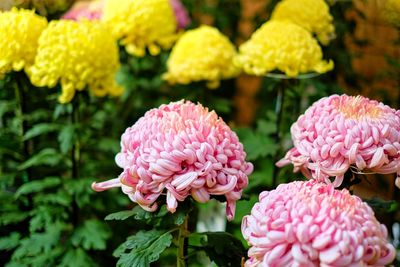 Close-up of flowers blooming outdoors