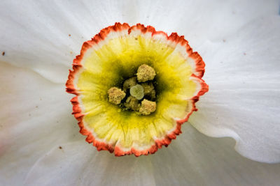 Close-up of yellow flower