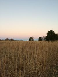 Scenic view of agricultural field against clear sky