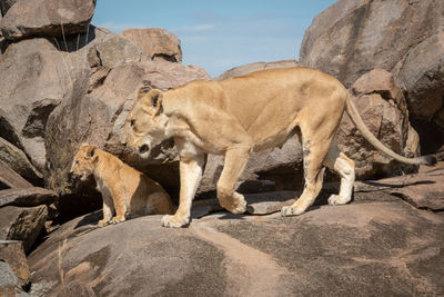 Lioness walking down sandy track with cub