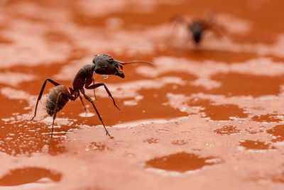 Close-up of fly on wet land