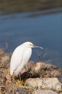 Side view of a bird against rippled water