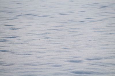 High angle view of bird in water