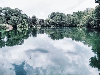 Reflection of trees in water